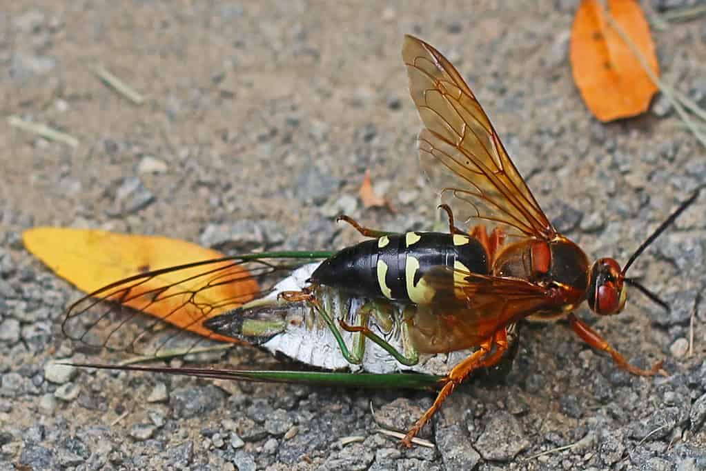 A cicada killer wasp atop its cicada prey. Photo by Judy Gallagher