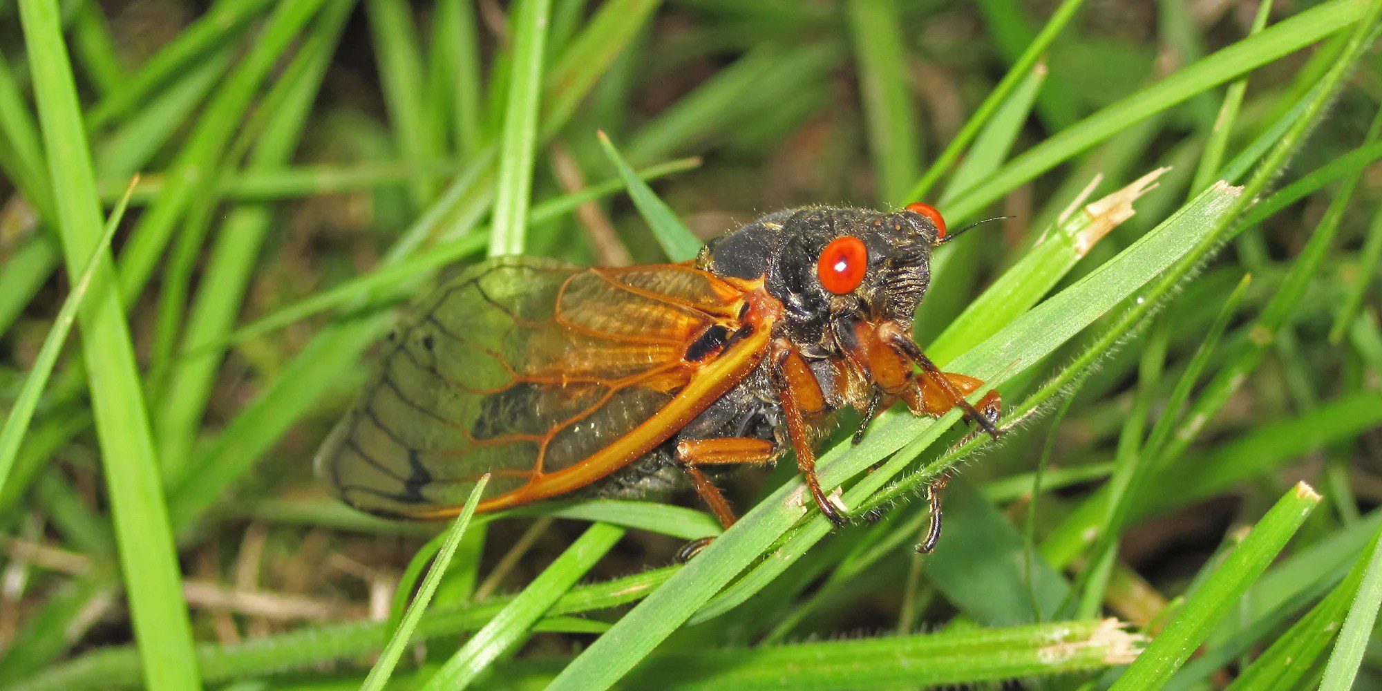 Periodical cicada on grass