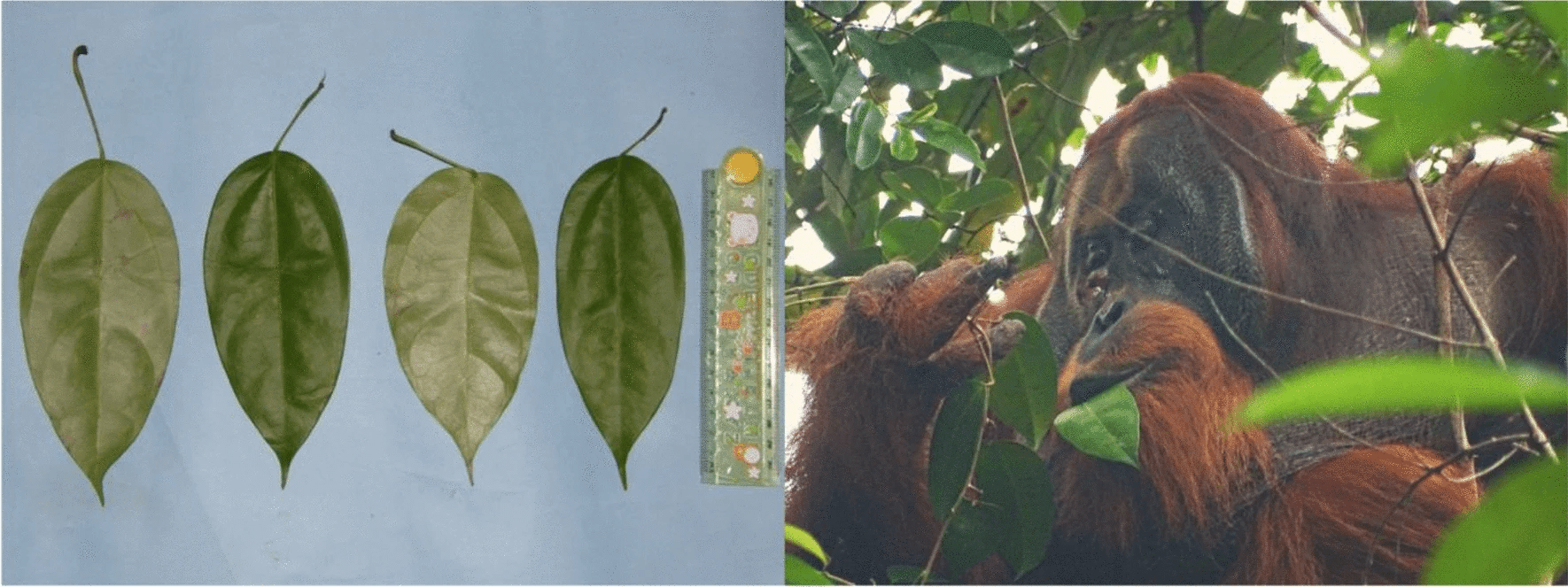 photos of a leaves and an orangutan munching on the leaves