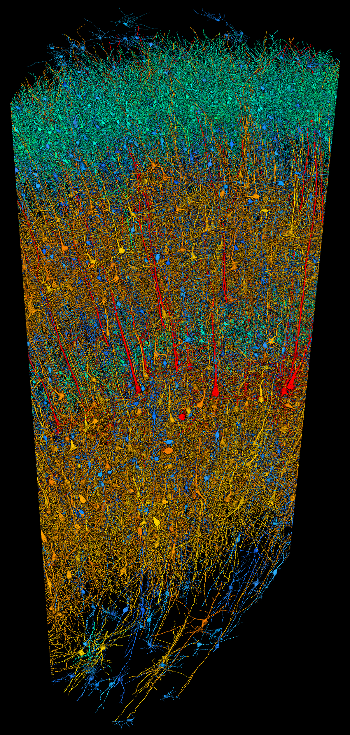 See the most detailed map of human brain matter ever created