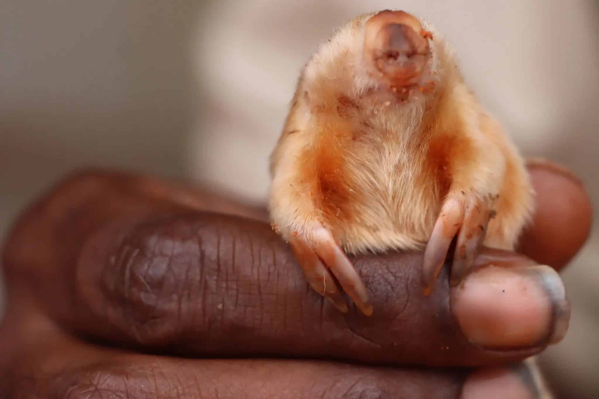 marsupial mole between fingers