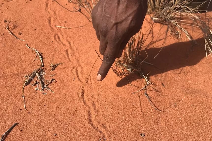 Track marks left by a marsupial mole